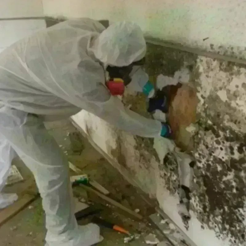 Mold Remediation and Removal in Grant, MN